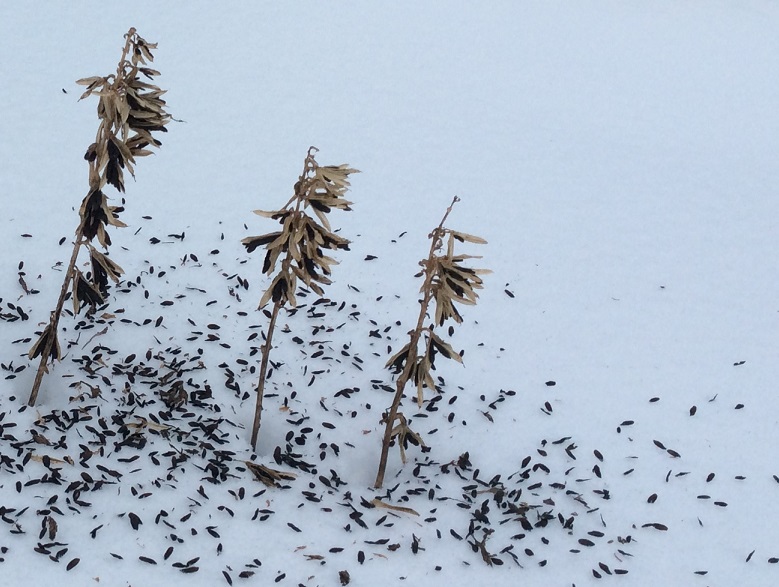 Talventörröttäjät eli tässä kuunliljat pudottavat siemeniään hangelle